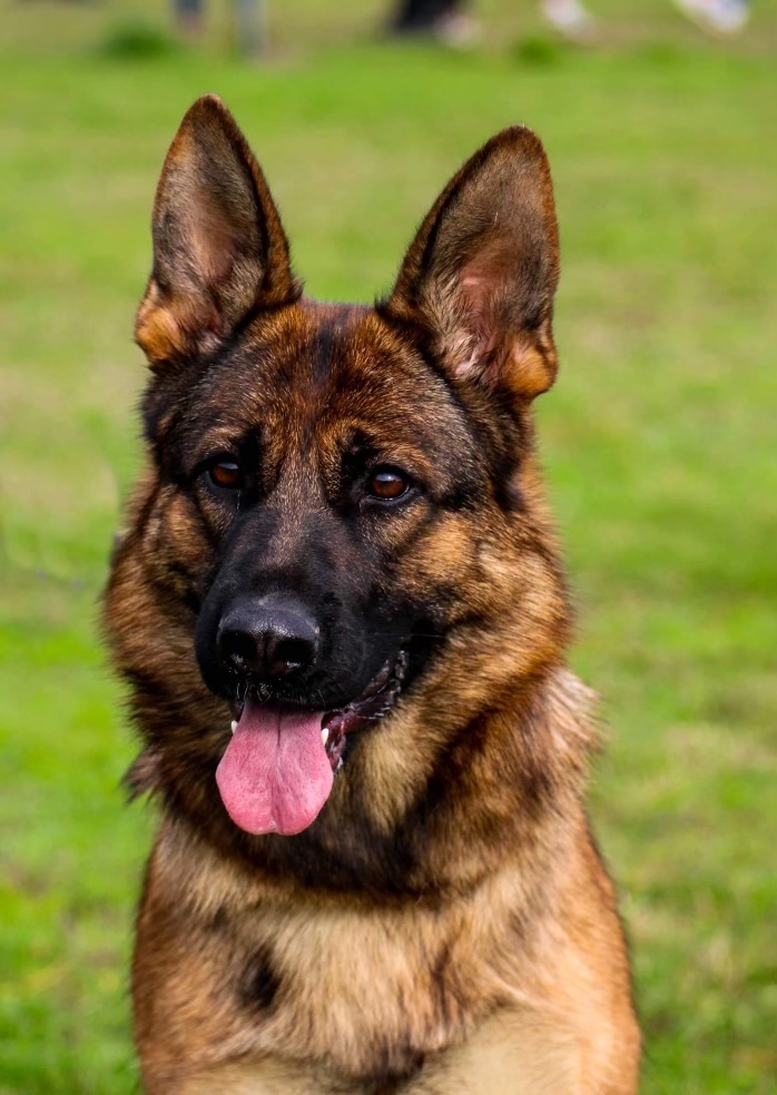 Isabella during IGP 3 certification