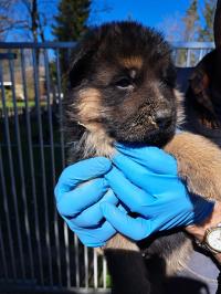Male Black and Tan Puppy (Gold Collar)